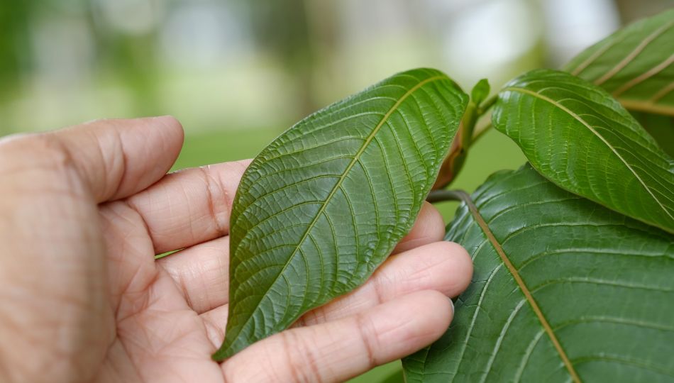 kratom v čr